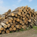 Tree Length Hardwood Logs