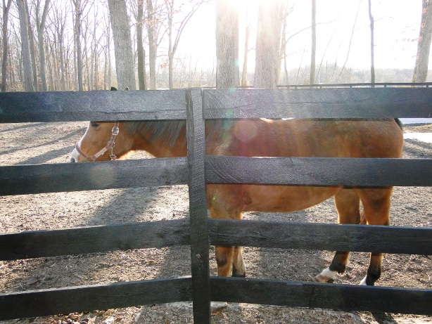 Fence Boards And Locust Posts