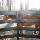 Fence Boards And Locust Posts