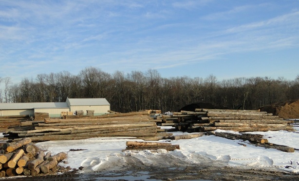 Tree length Hardwood logs