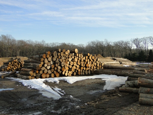 A Pile Of Logs Used For Shoring