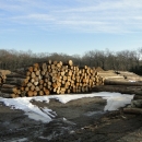A Pile Of Logs Used For Shoring