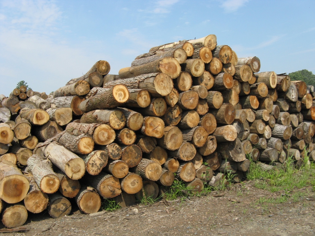 Tree Length Hardwood Logs